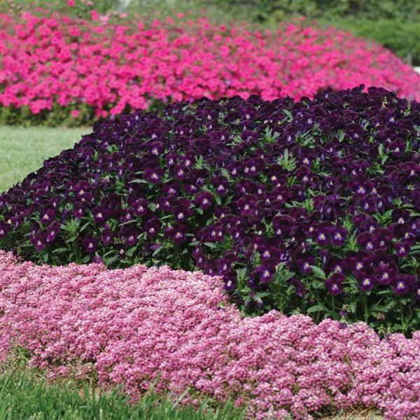 Lobularia <br>SWEET ALYSSUM EASTER BONNET DEEP PINK - Image 2
