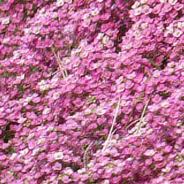 Lobularia <br>SWEET ALYSSUM EASTER BONNET DEEP PINK - Image 3