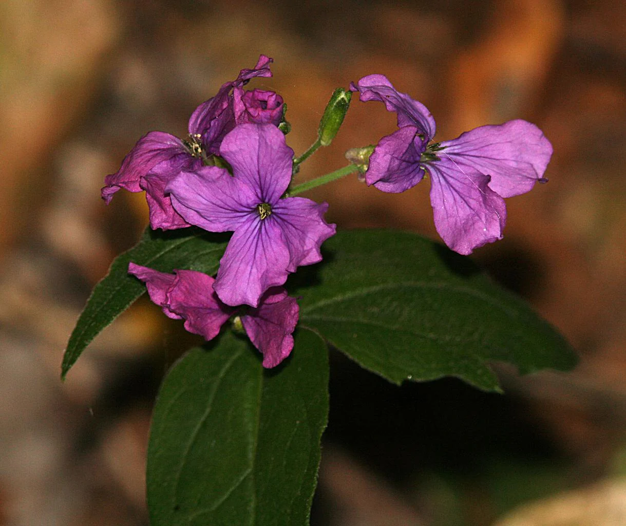 Lunaria annua <br>RED-LEAVED HONESTY