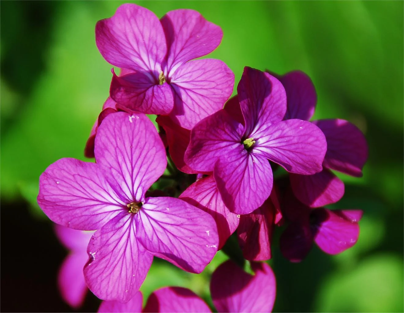 Lunaria annua <br>RED-LEAVED HONESTY - Image 2