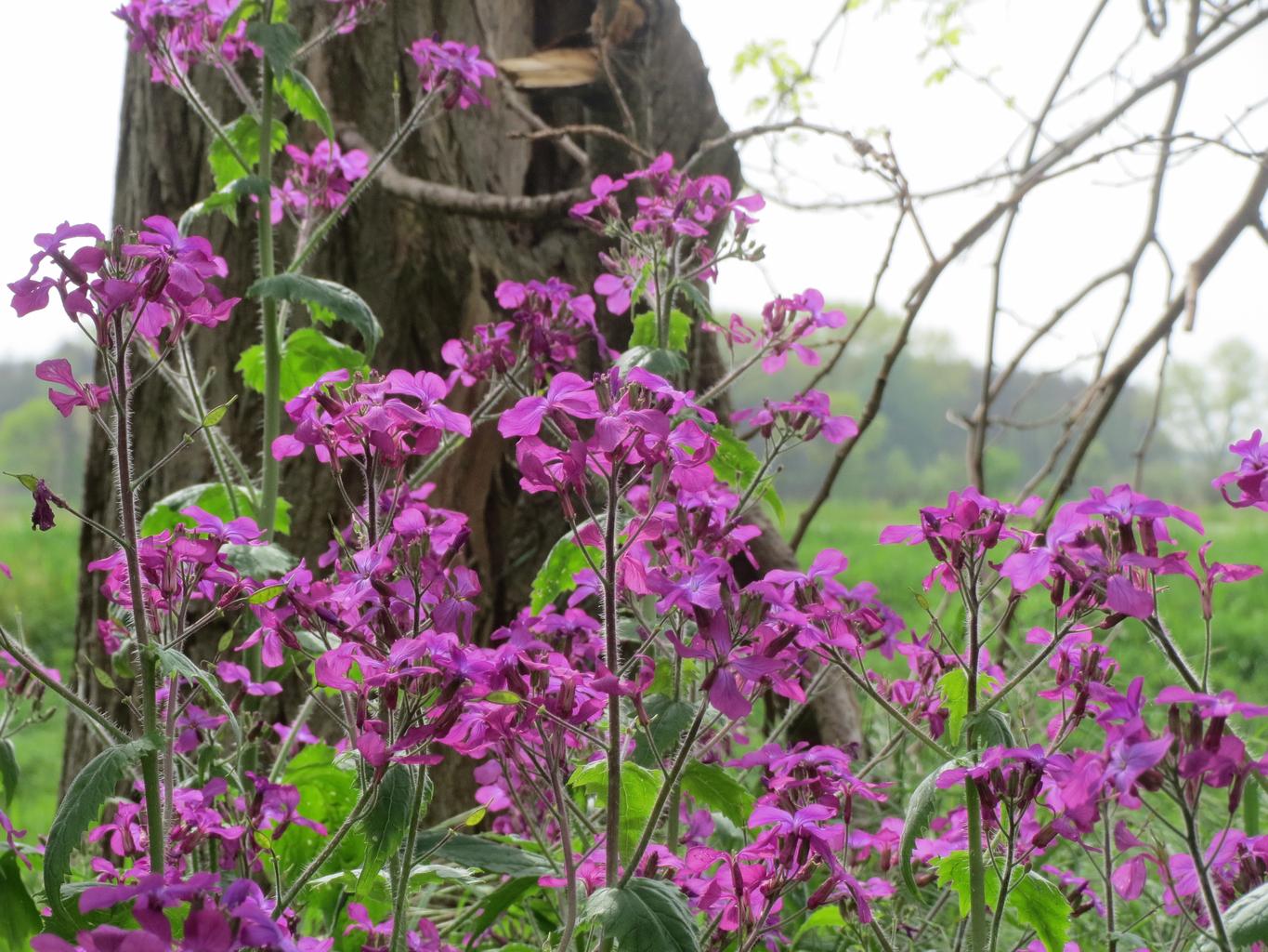Lunaria annua <br>MONEY PLANT, SILVER DOLLAR MIX - Image 2