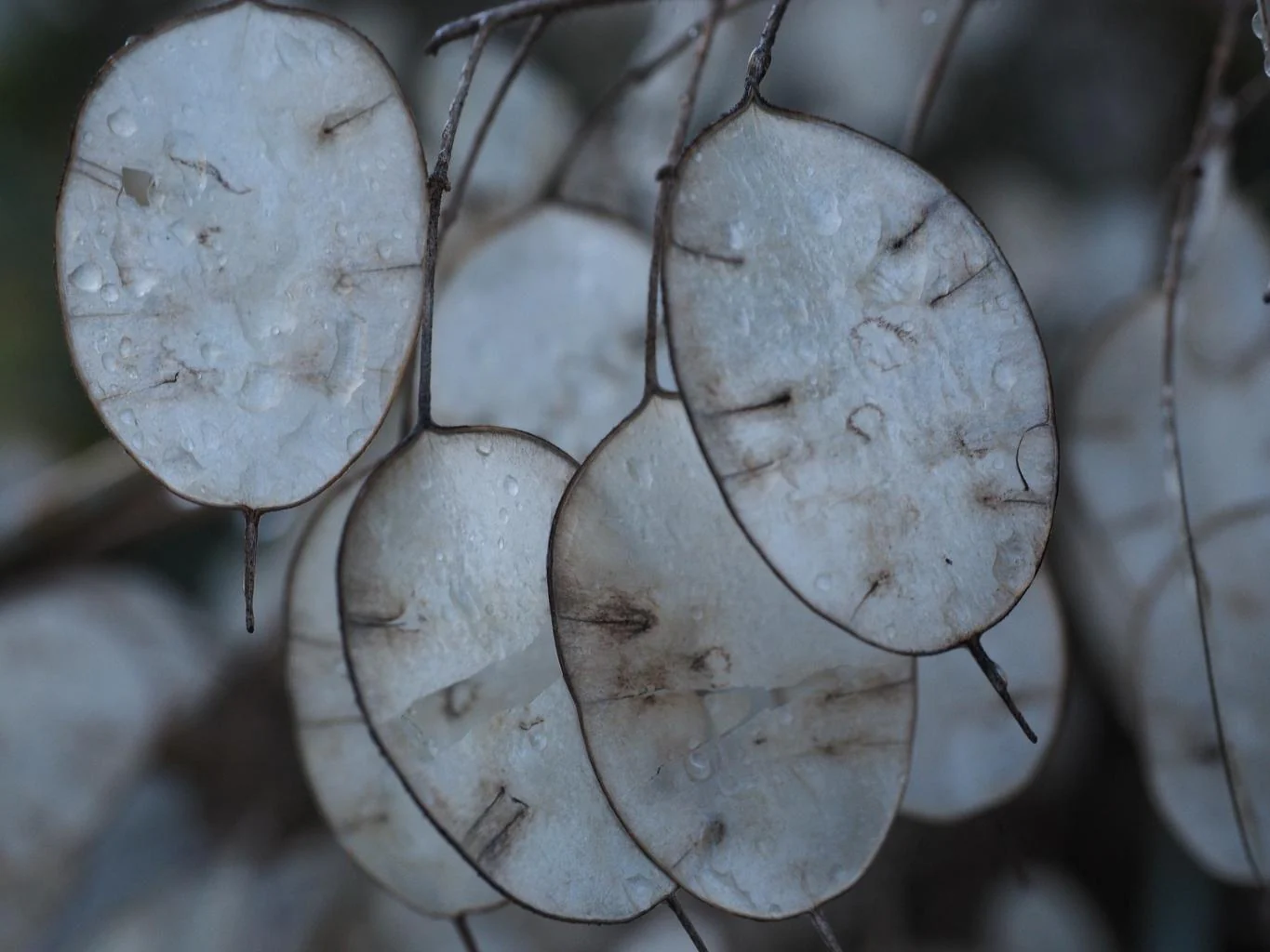 Lunaria annua <br>MONEY PLANT, SILVER DOLLAR MIX - Image 5