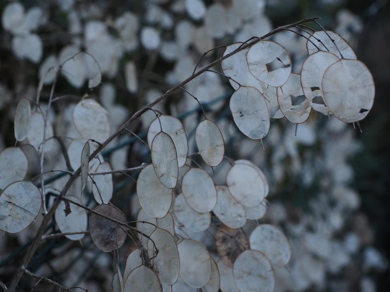 Lunaria annua <br>MONEY PLANT, SILVER DOLLAR MIX - Image 6