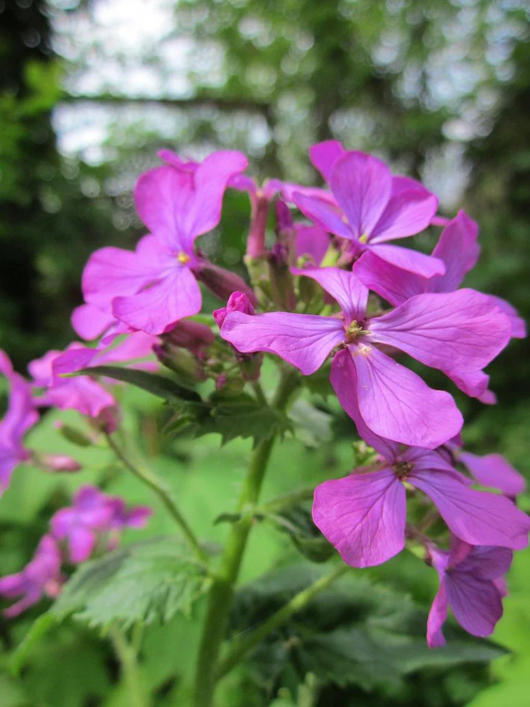 Lunaria annua <br>MONEY PLANT, SILVER DOLLAR MIX - Image 7