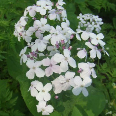 Lunaria rediviva <br>PERENNIAL HONESTY