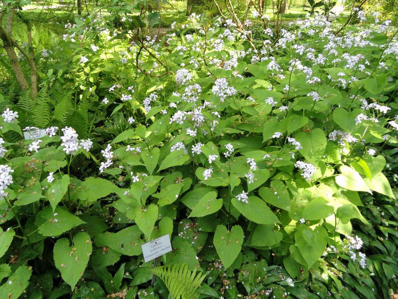 Lunaria rediviva <br>PERENNIAL HONESTY - Image 2
