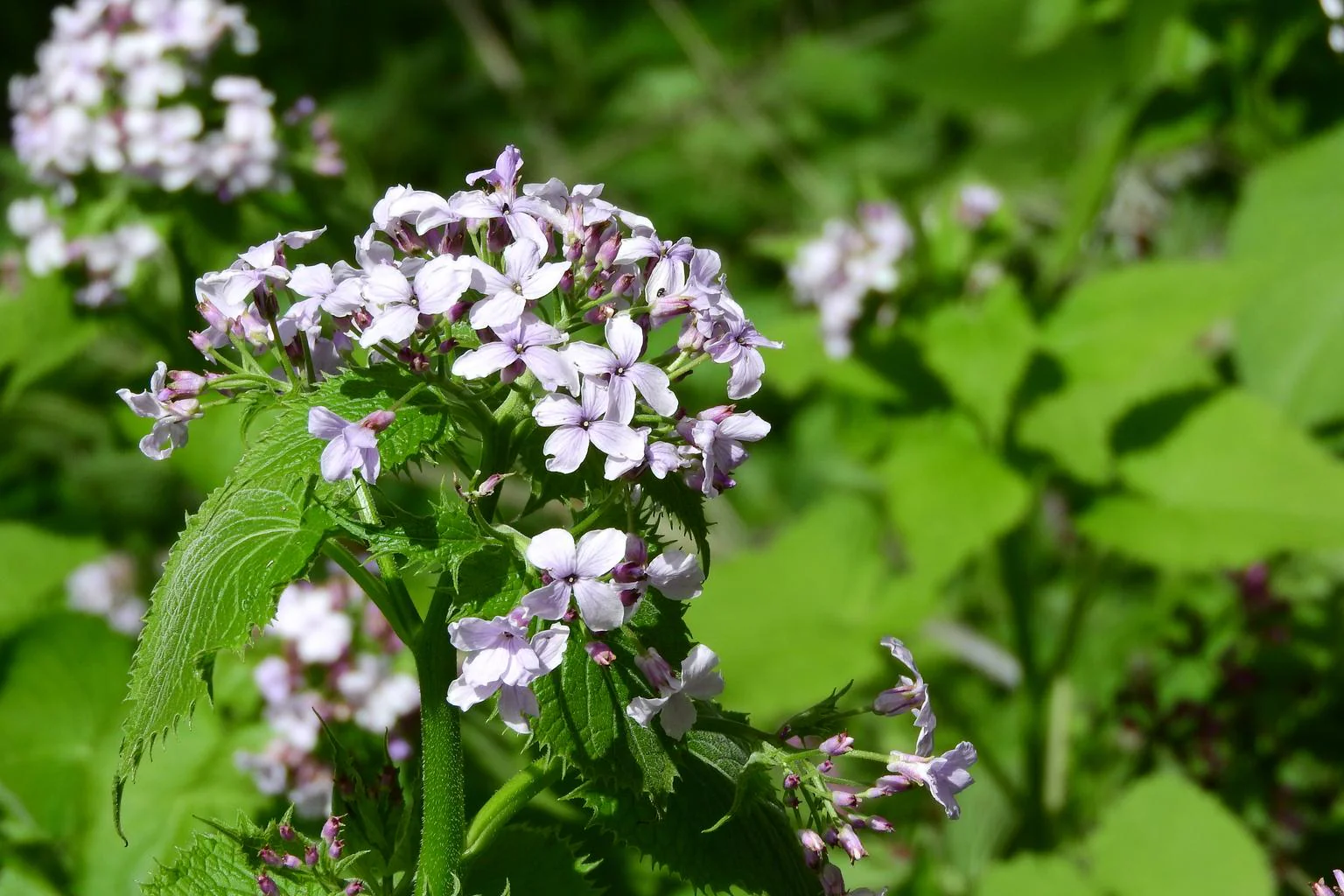 Lunaria rediviva <br>PERENNIAL HONESTY - Image 3
