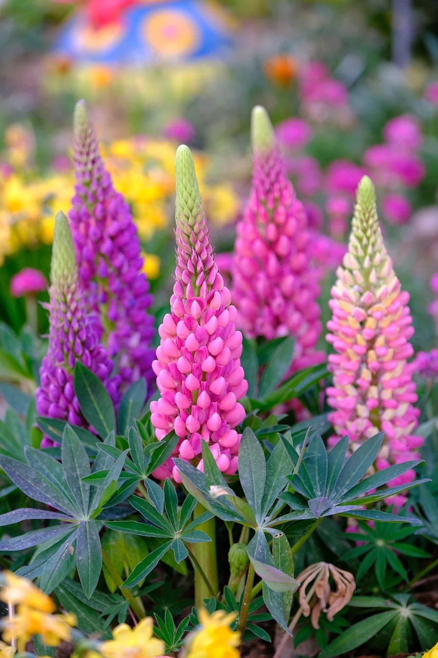 Lupinus perennis <br>LUPIN MINI-GALLERY MIX