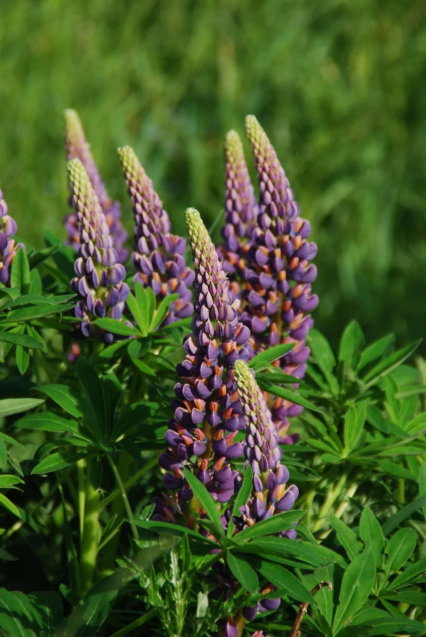 Lupinus perennis <br>LUPIN MINI-GALLERY MIX - Image 2