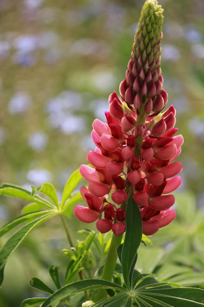 Lupinus perennis <br>LUPIN MINI-GALLERY MIX - Image 5