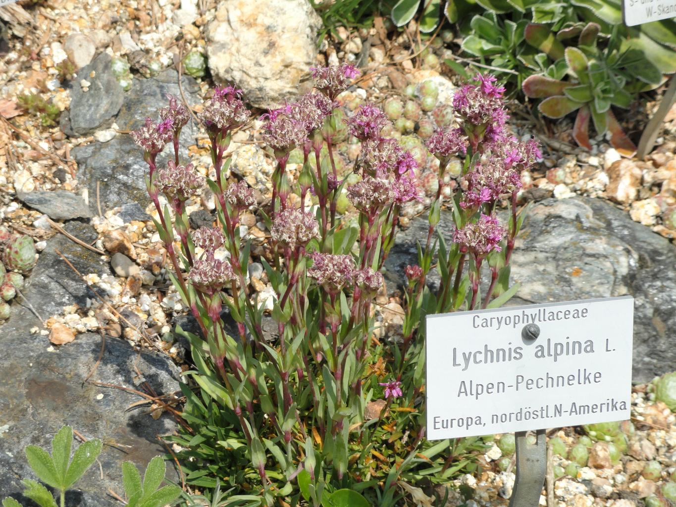 Lychnis alpina, Silene suecica <br>ALPINE CATCHFLY