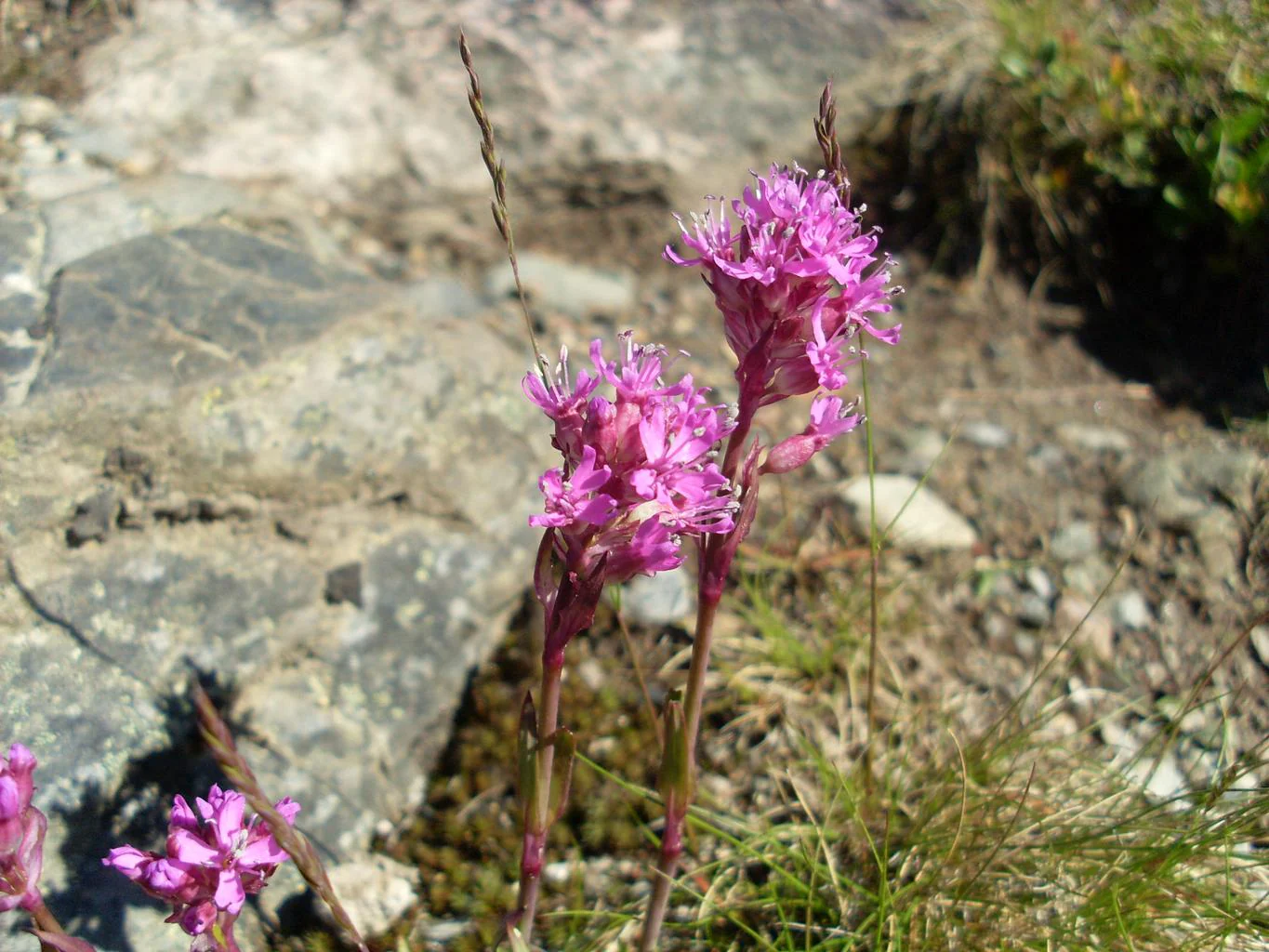 Lychnis alpina, Silene suecica <br>ALPINE CATCHFLY - Image 2