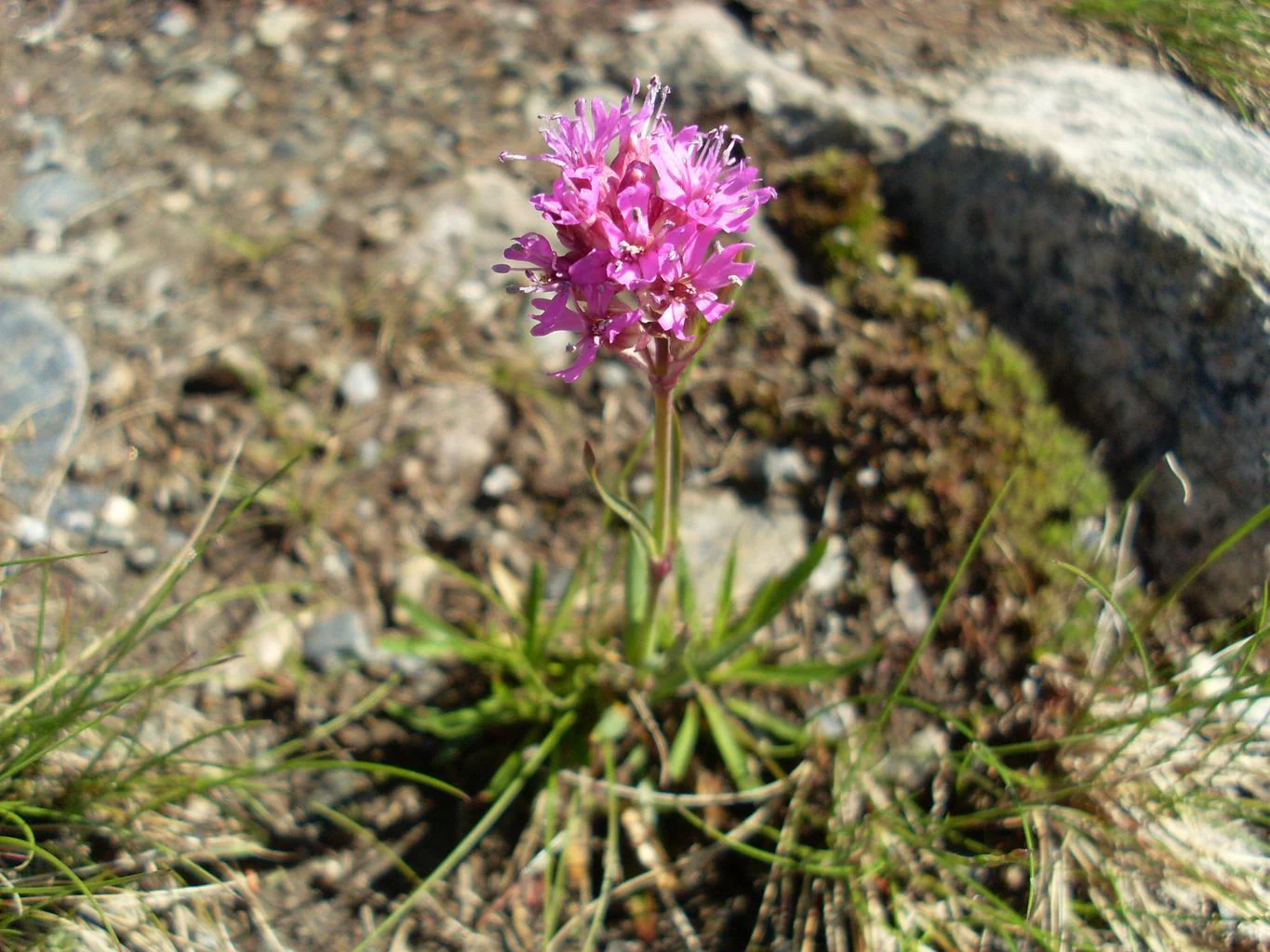 Lychnis alpina, Silene suecica <br>ALPINE CATCHFLY - Image 3