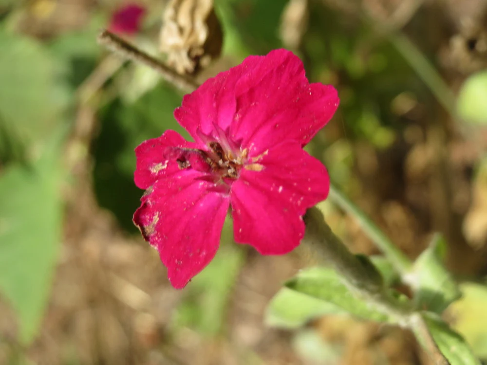 Lychnis coronaria, Silene coronaria <br>ROSE CAMPION