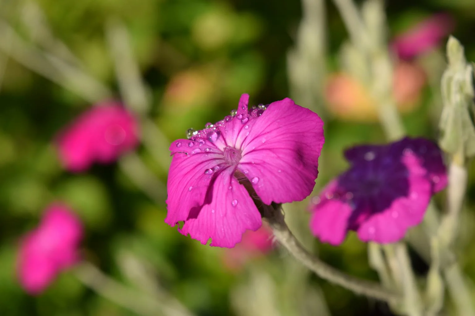 Lychnis coronaria, Silene coronaria <br>ROSE CAMPION - Image 2