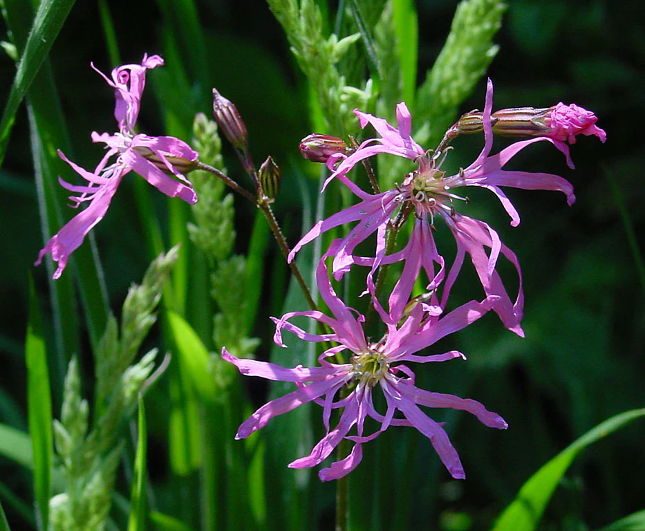 Lychnis flos-cuculi <br>RAGGED-ROBIN