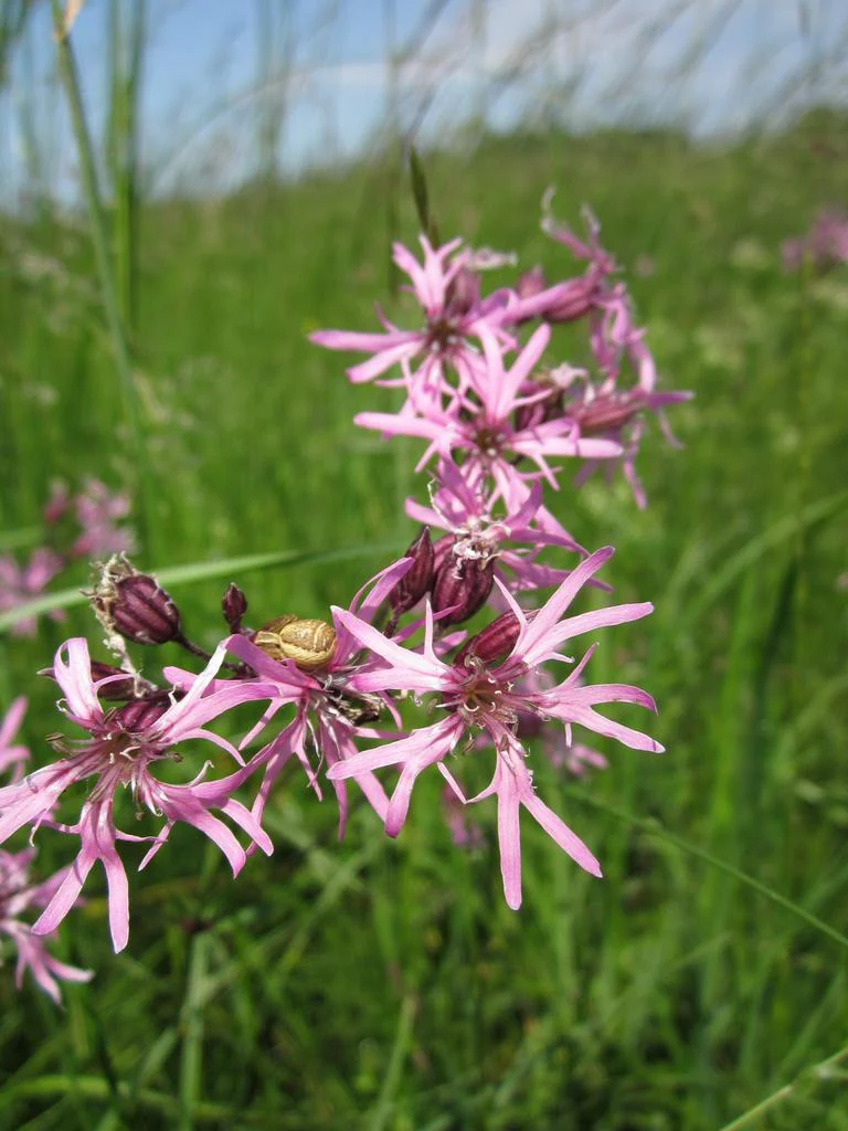 Lychnis flos-cuculi <br>RAGGED-ROBIN - Image 2