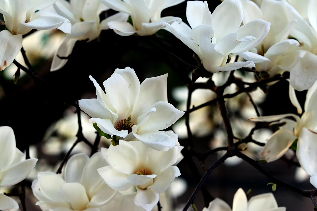 Magnolia sieboldii <br>SIEBOLD'S MAGNOLIA, KOREAN MOUNTAIN MAGNOLIA