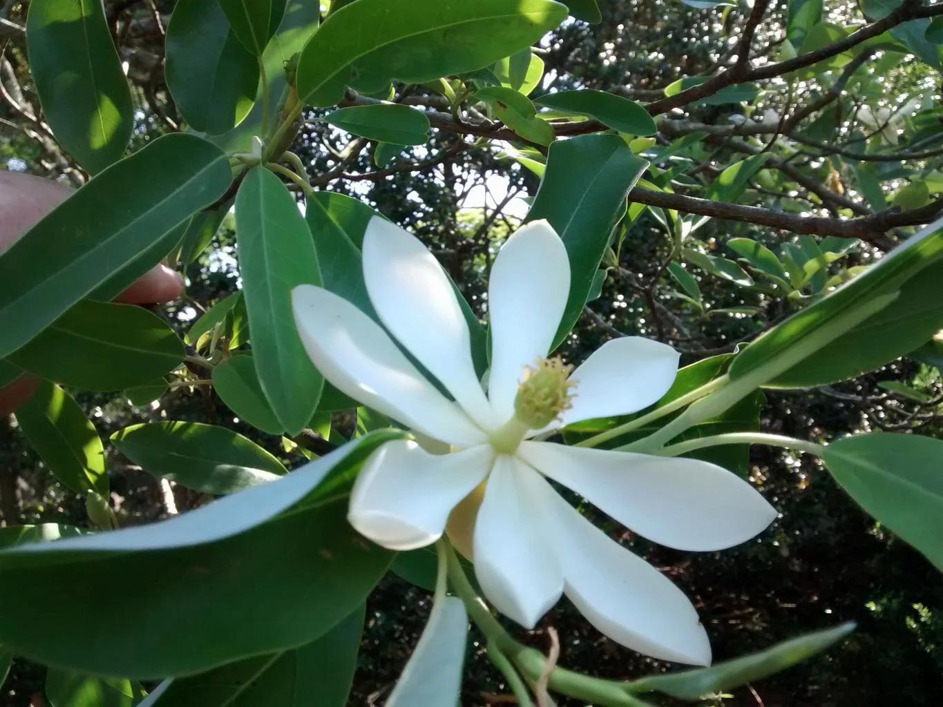 Magnolia virginiana <br>SWEETBAY MAGNOLIA