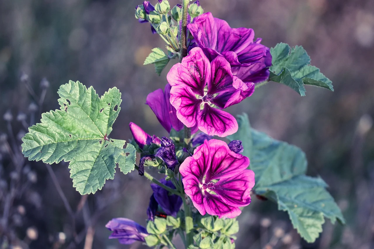 Malva sylvestris <br>STRIPED GRAPE MALLOW