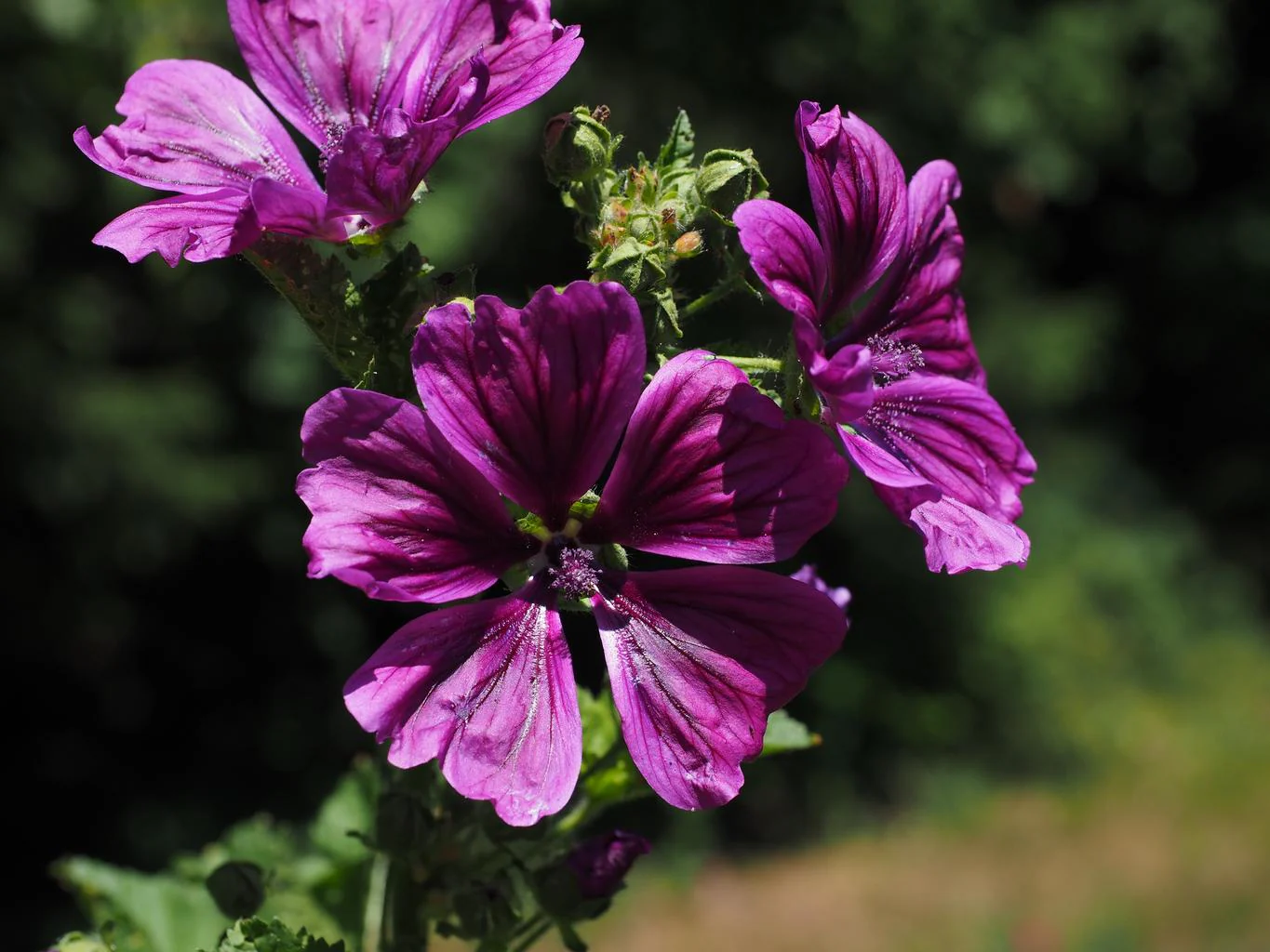Malva sylvestris <br>STRIPED GRAPE MALLOW - Image 2