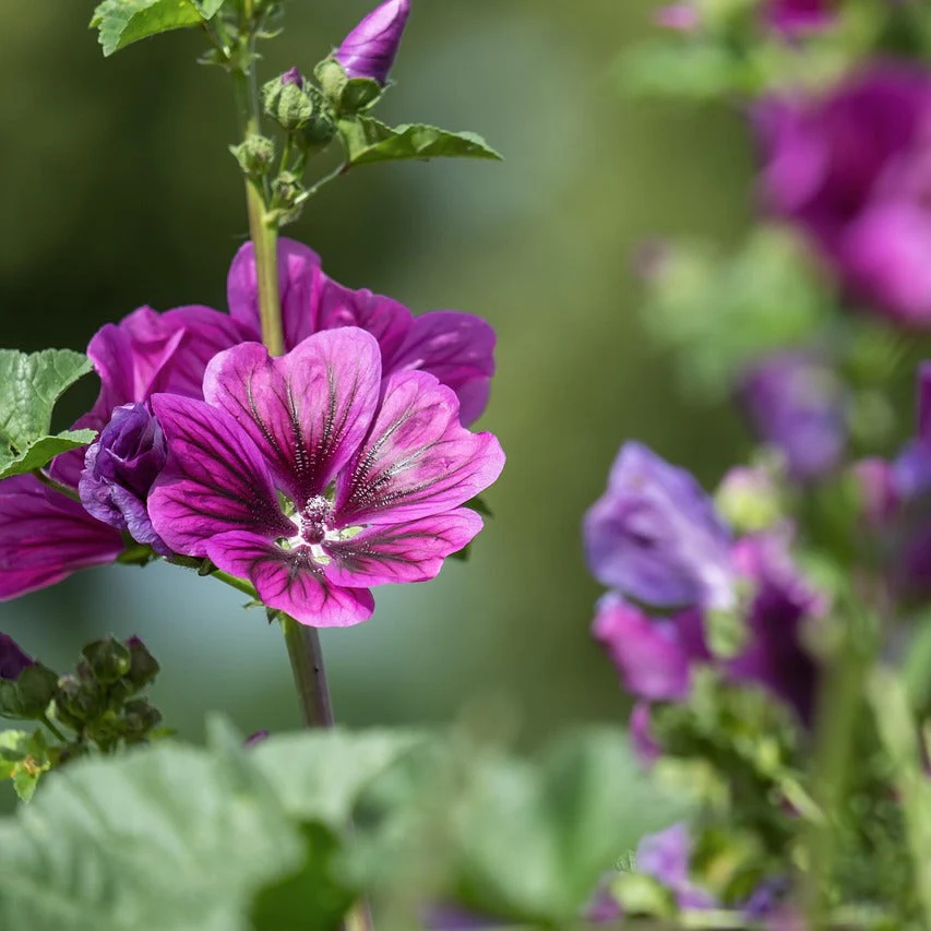 Malva sylvestris <br>STRIPED GRAPE MALLOW - Image 3