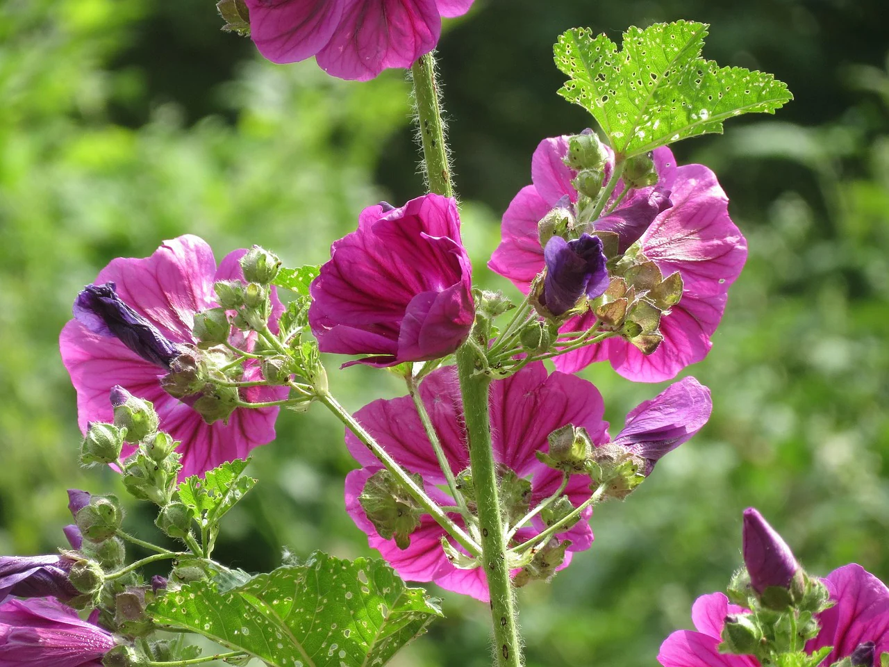 Malva sylvestris <br>STRIPED GRAPE MALLOW - Image 4