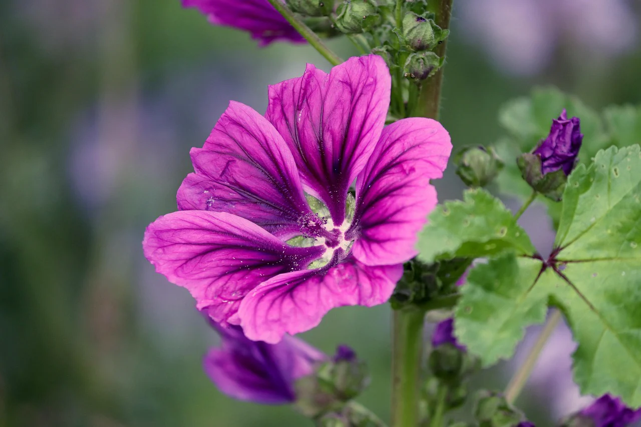 Malva sylvestris <br>STRIPED GRAPE MALLOW - Image 5