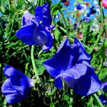 Lathyrus odoratus <br>SWEET PEA 'MAMMOTH NAVY BLUE'