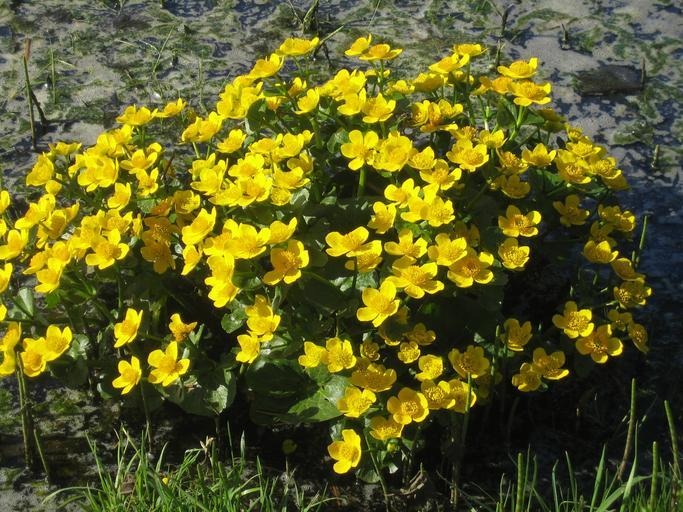 Caltha palustris <br>MARSH MARIGOLD
