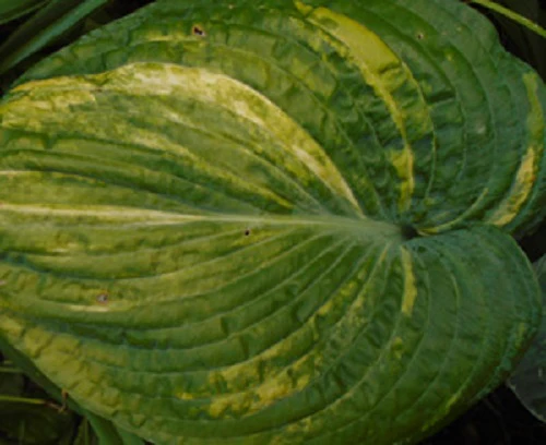 Hosta <br>GIANT HOSTA MIX - Image 4