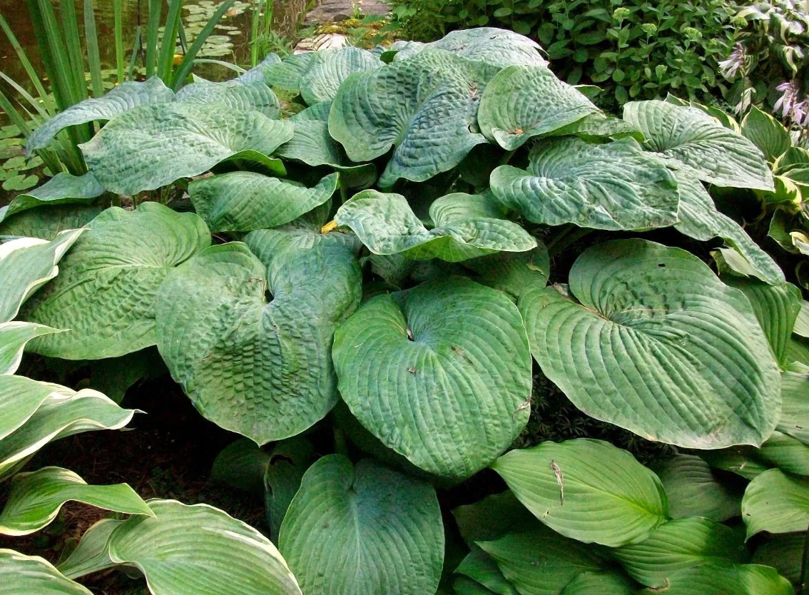 Hosta <br>GIANT HOSTA MIX - Image 6