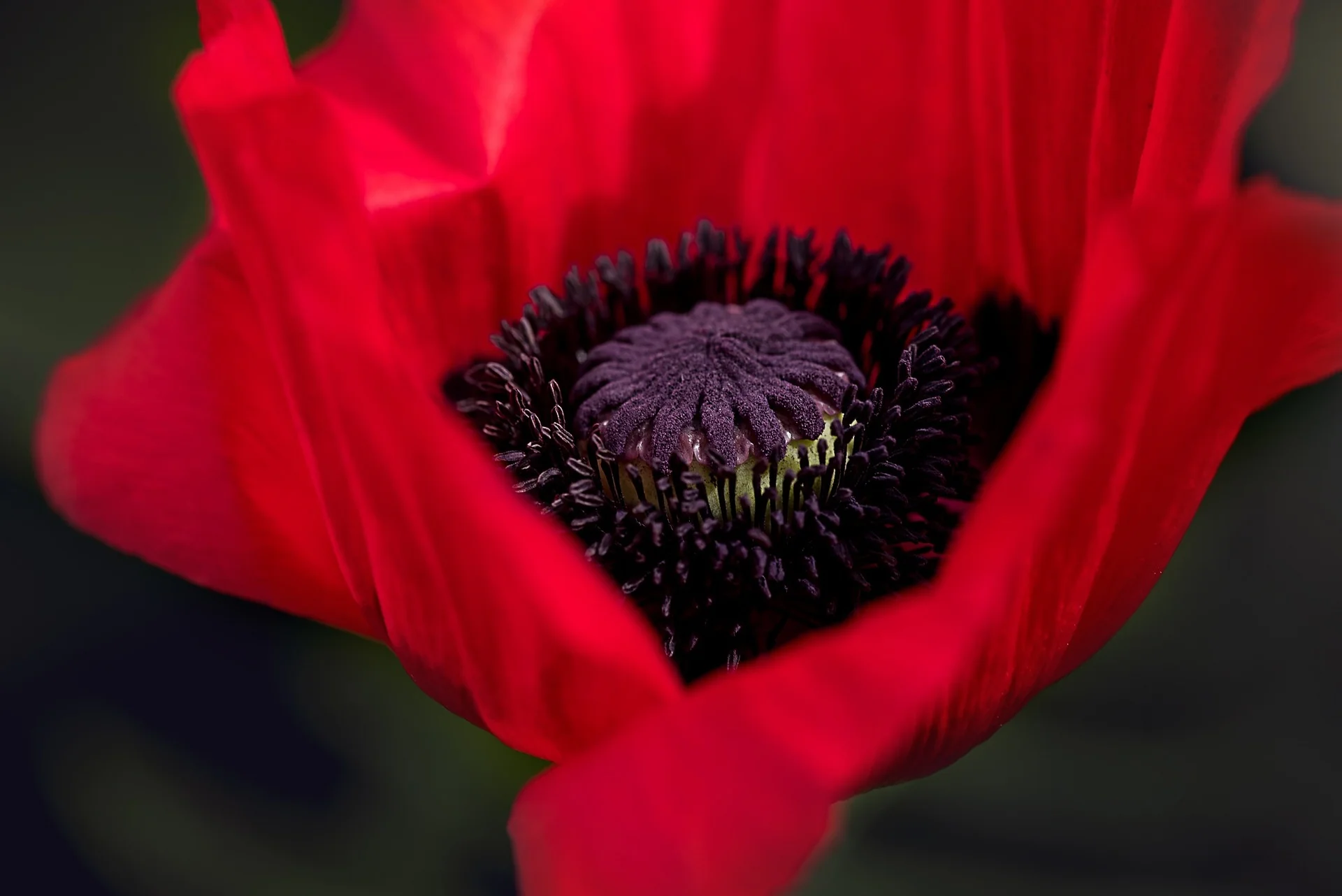 Papaver orientale <br>ORIENTAL POPPY MIX - Image 2