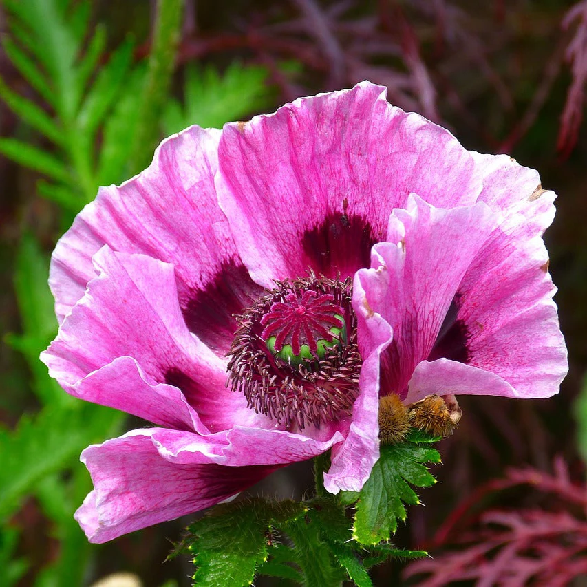 Papaver orientale <br>ORIENTAL POPPY MIX - Image 3