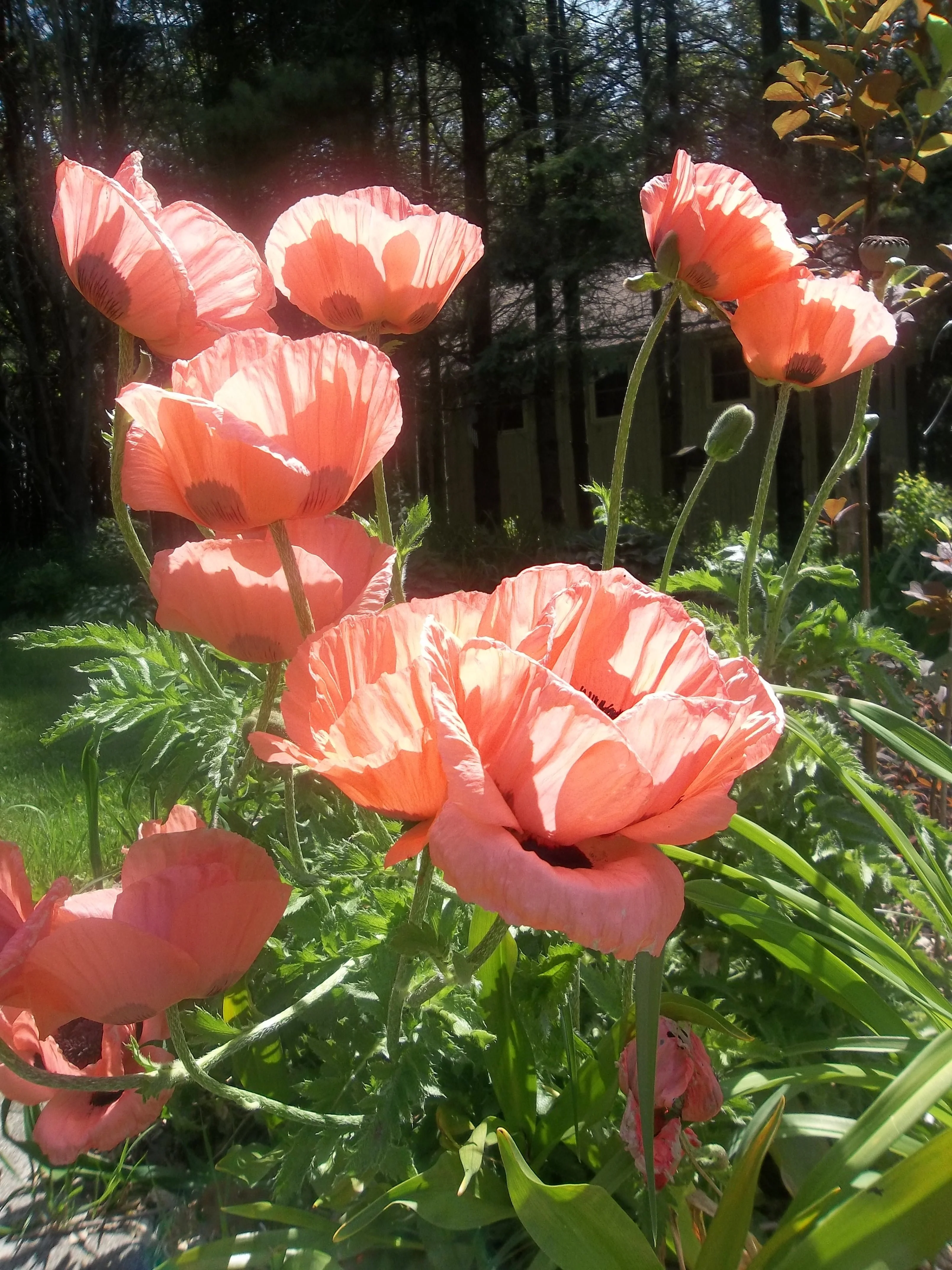 Papaver orientale <br>ORIENTAL POPPY MIX - Image 4