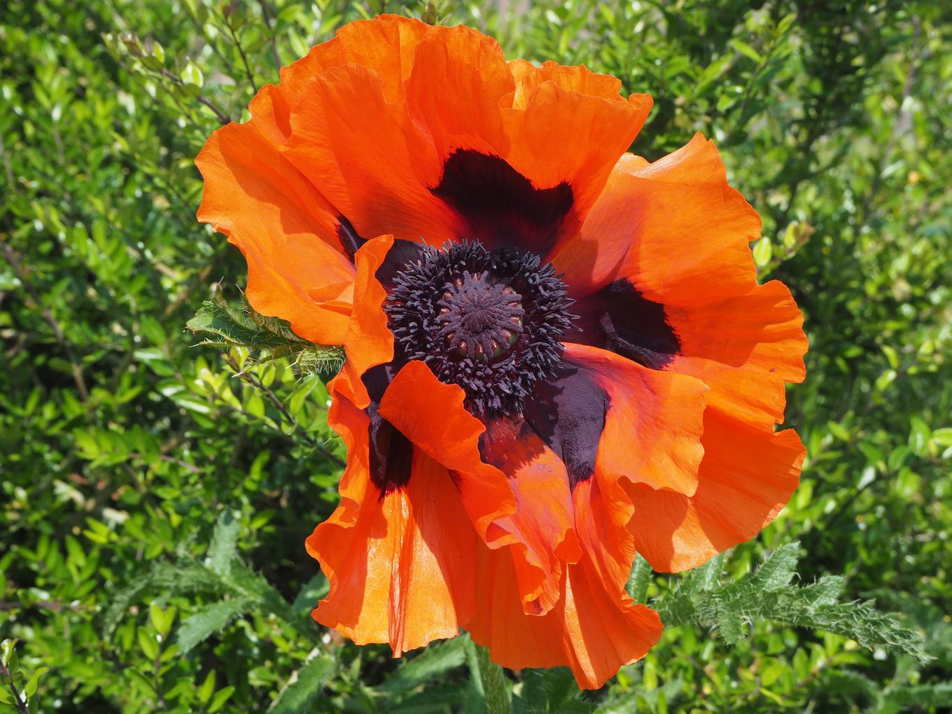 Papaver orientale <br>ORIENTAL POPPY MIX - Image 5