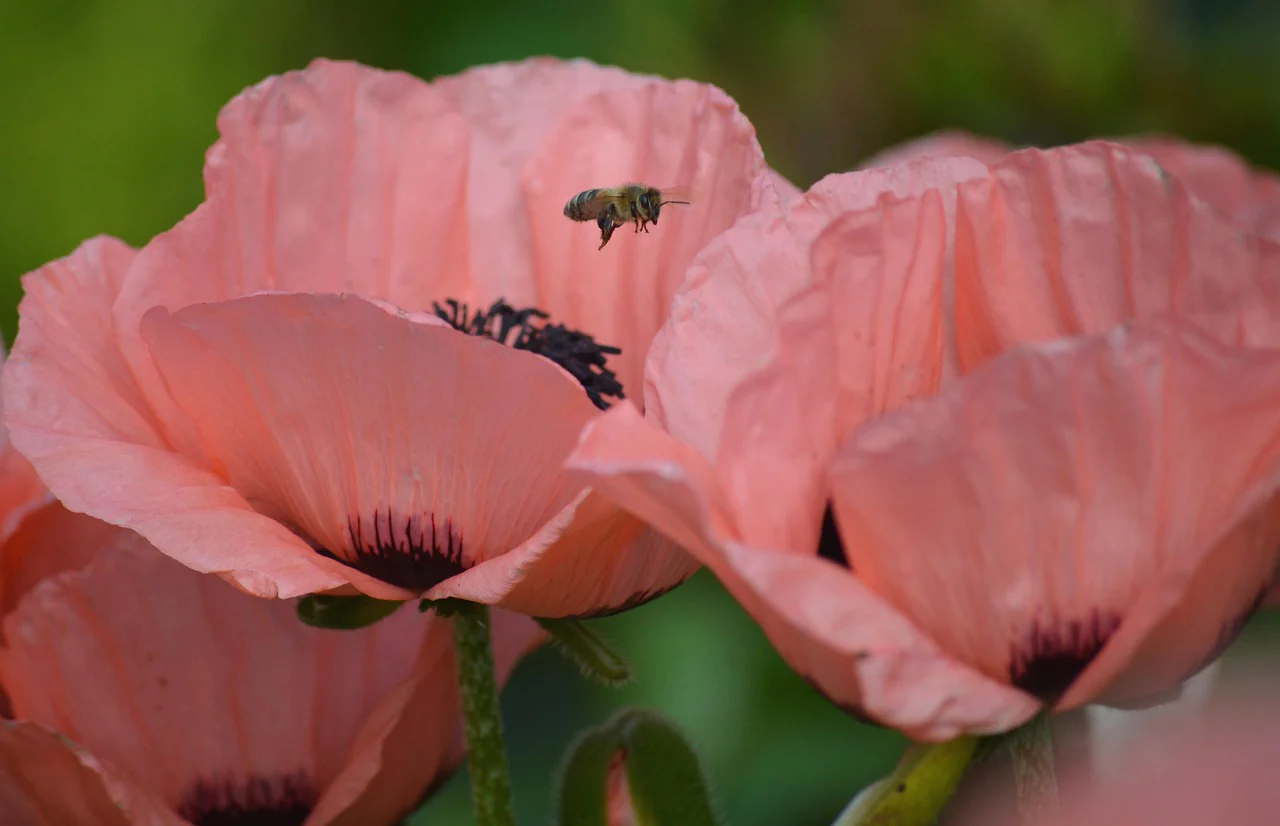 Papaver orientale <br>ORIENTAL POPPY MIX - Image 6