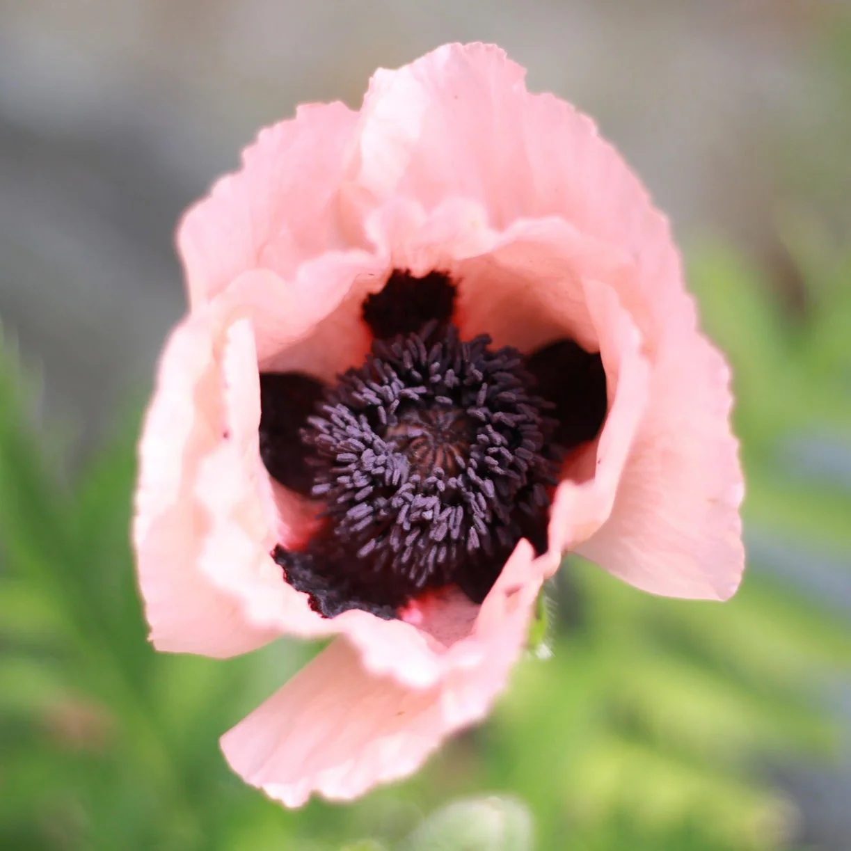 Papaver orientale <br>ORIENTAL POPPY MIX - Image 7