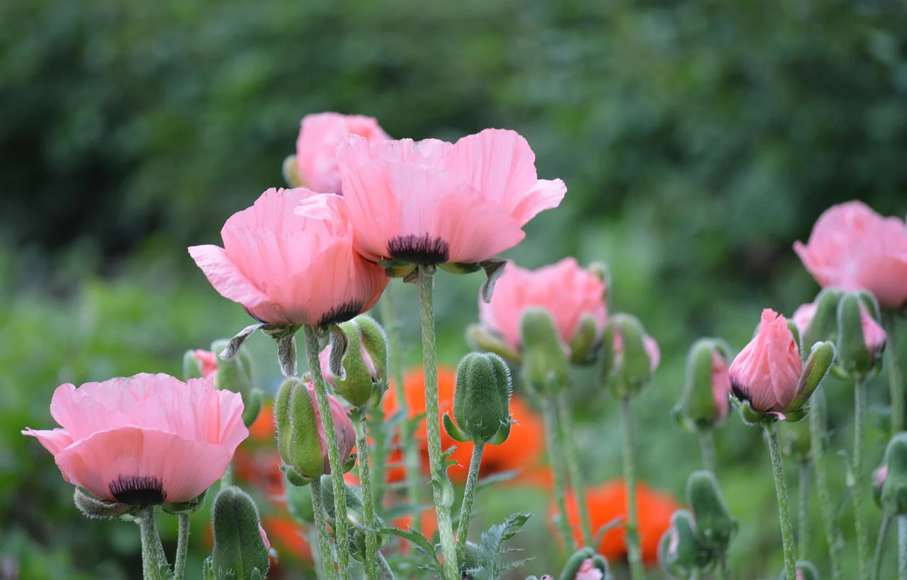 Papaver orientale <br>ORIENTAL POPPY MIX - Image 8