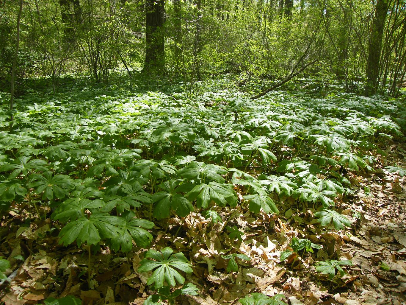 Podophyllum peltatum <br>MAY APPLE