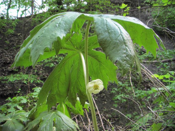Podophyllum peltatum <br>MAY APPLE - Image 2
