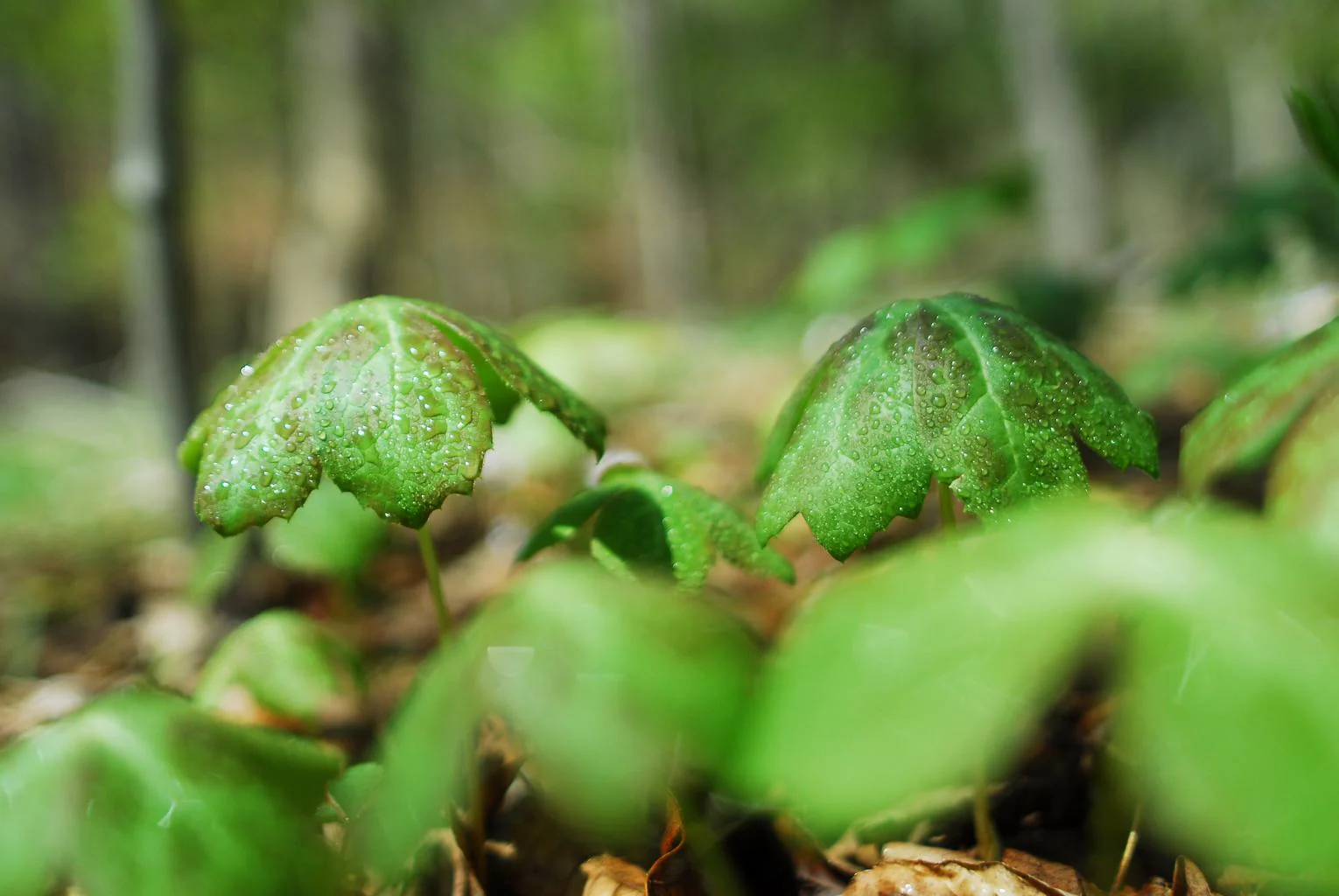 Podophyllum peltatum <br>MAY APPLE - Image 3