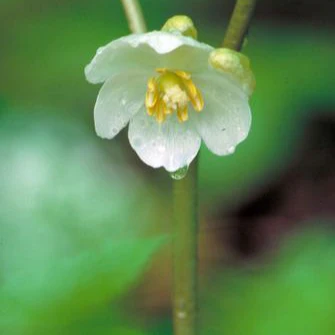 Podophyllum peltatum <br>MAY APPLE - Image 4