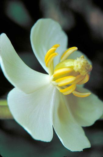 Podophyllum peltatum <br>MAY APPLE - Image 5
