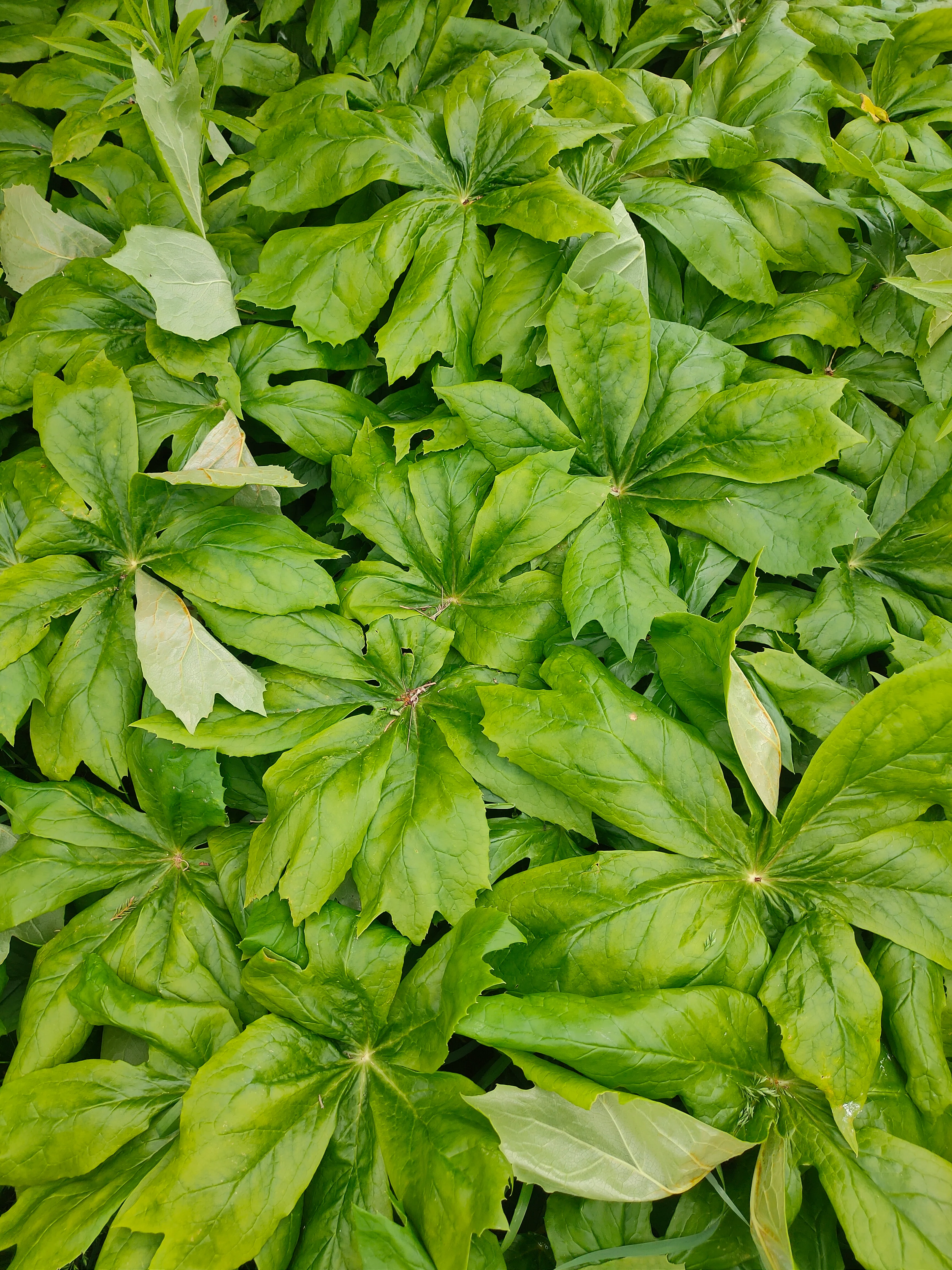 Podophyllum peltatum <br>MAY APPLE - Image 6