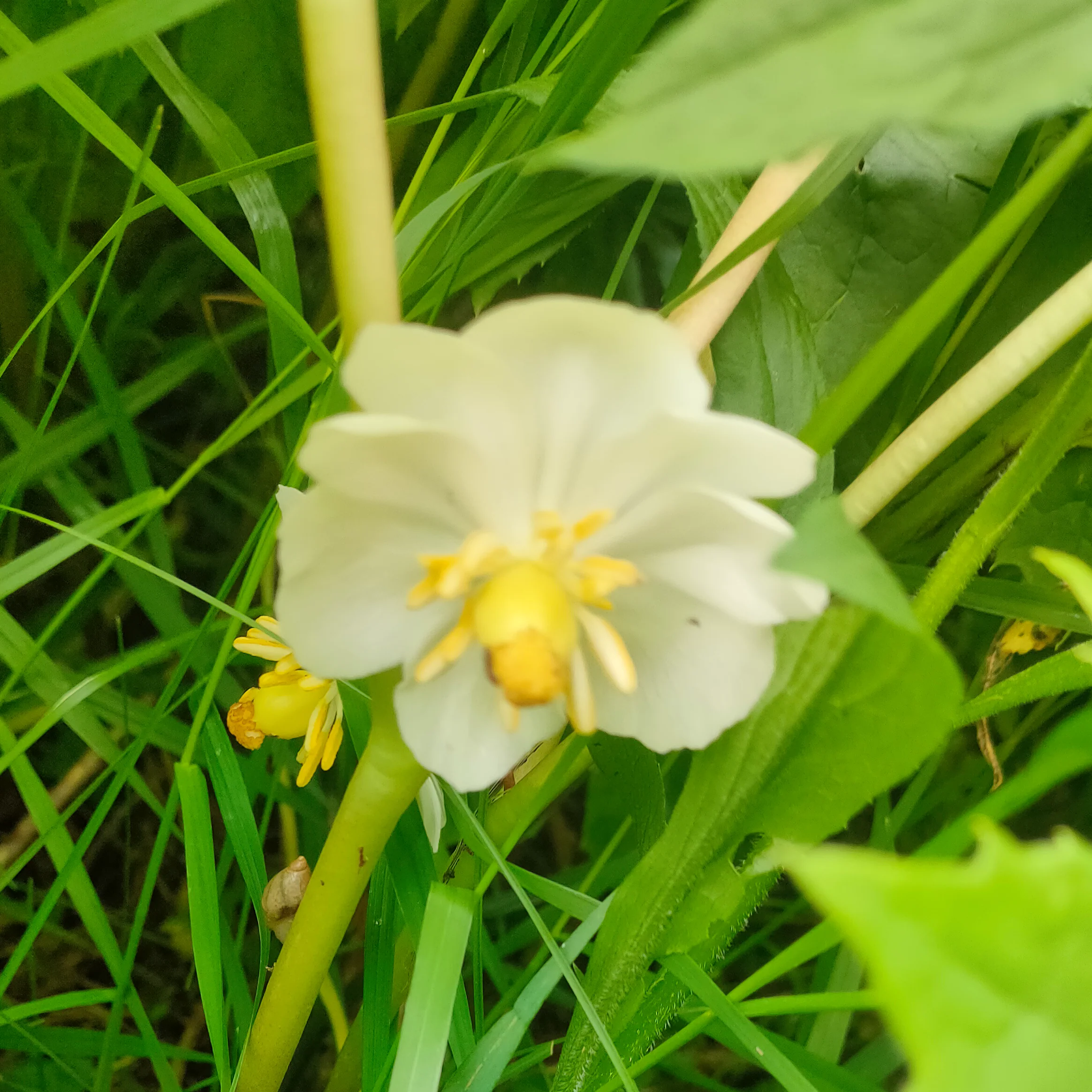 Podophyllum peltatum <br>MAY APPLE - Image 7