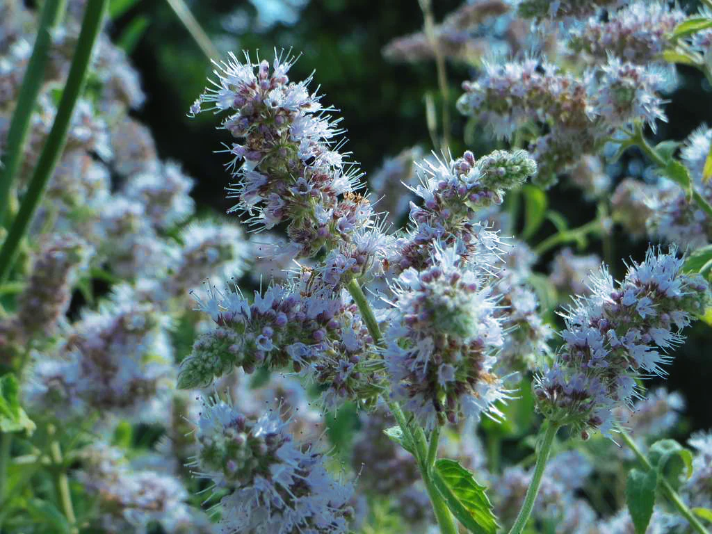 Mentha longifolia <br>HORSEMINT