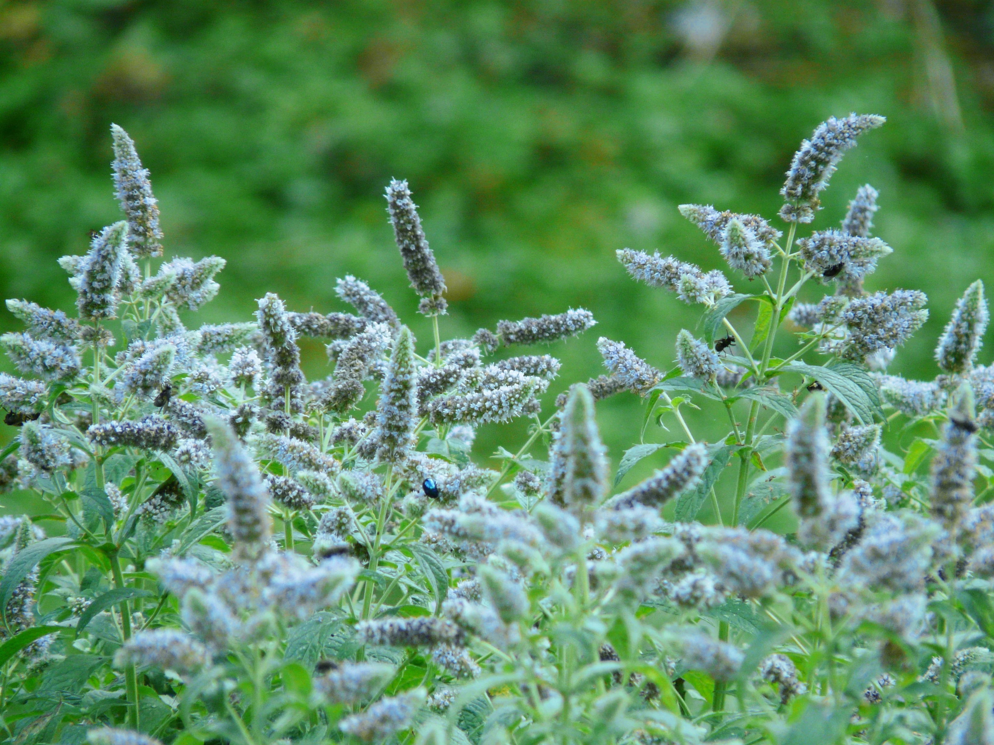 Mentha longifolia <br>HORSEMINT - Image 2