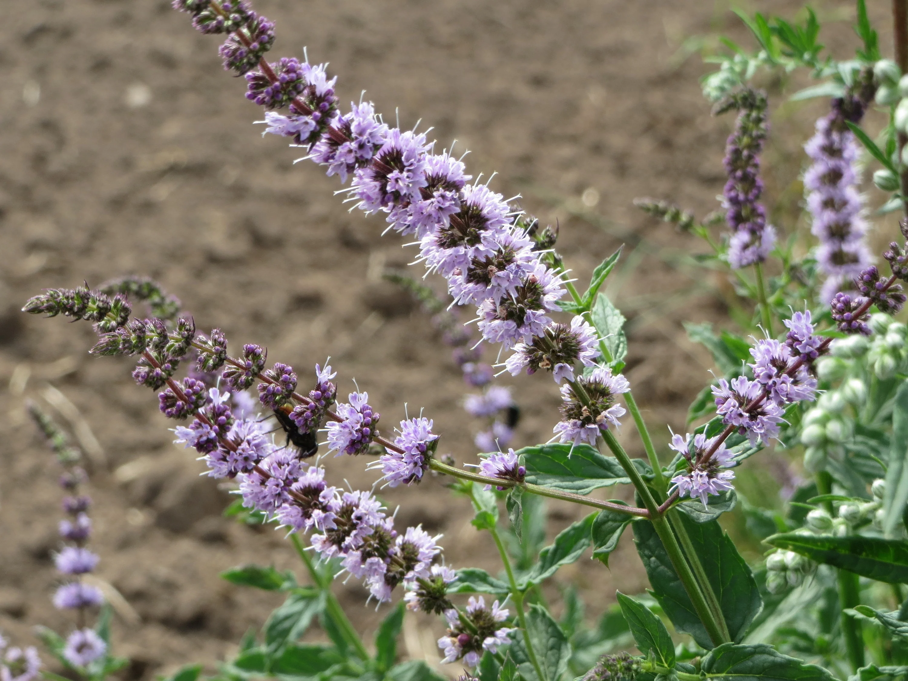 Mentha spicata <br>SPEARMINT - Image 2