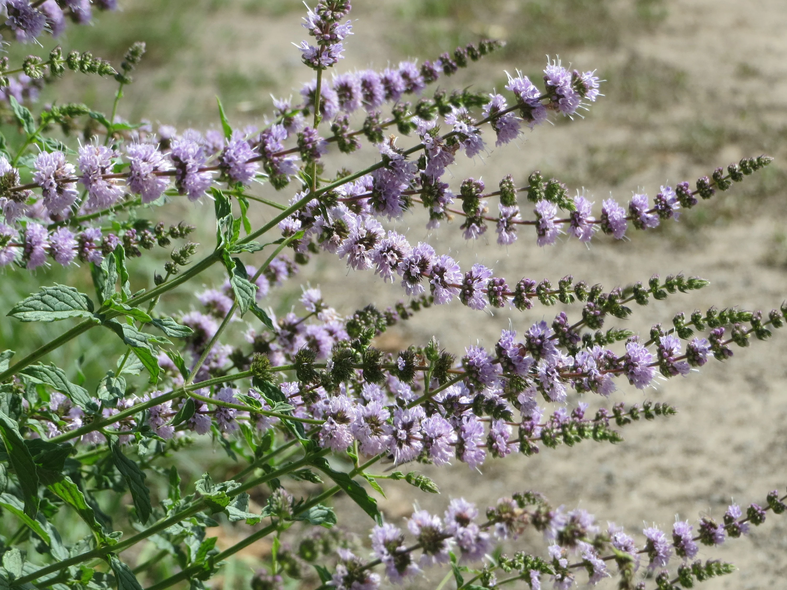 Mentha spicata <br>SPEARMINT - Image 3